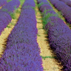 Lavender field, the Albion Plateau 2