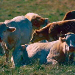 Serre Chevalier Chantemerle cows
