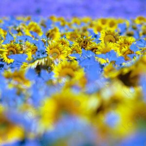 Sunflower field on the Albion Plateau 1