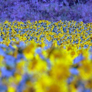 Sunflower field on the Albion Plateau 2