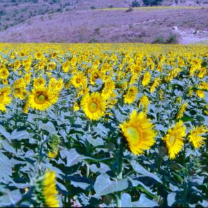 Sunflower field on the Albion Plateau 3