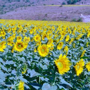Sunflower field on the Albion Plateau 4