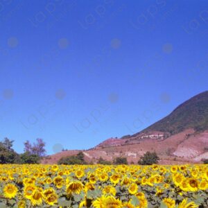 Sunflower field on the Albion Plateau 5