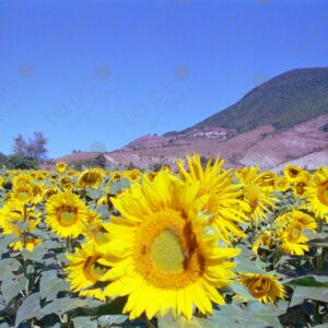 Sunflower field on the Albion Plateau 6