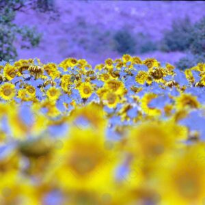 Sunflower field on the Albion Plateau 7