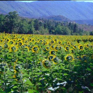 Sunflower field seen from behind on the Albion Plateau 1