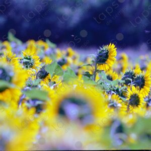 Sunflower field seen from behind on the Albion Plateau 2