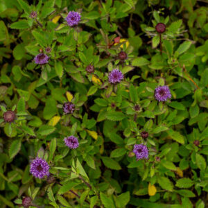 centratherum punctatum flowers 2 san cristobal island galapagos