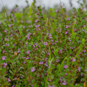 cuphea hyssopifolia 1 san cristobal island galapagos