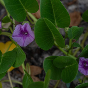 beach morning glory ipomoea pes caprae 1 san cristobal island galapagos