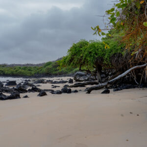 beach with volcanic rocks and mangroves 1