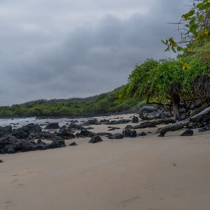 beach with volcanic rocks and mangroves 2