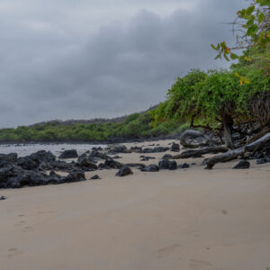 beach with volcanic rocks and mangroves 4