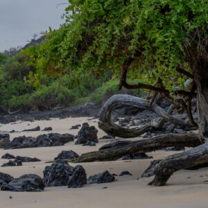 beach with volcanic rocks and mangroves 5