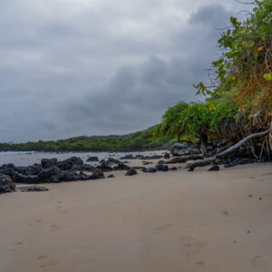 beach with volcanic rocks and mangroves 6