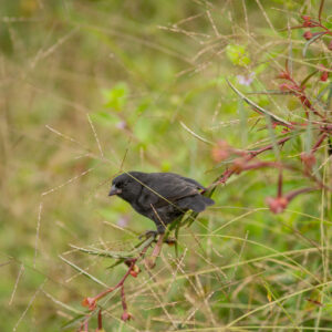 black finch 1