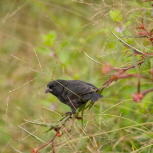black finch 2