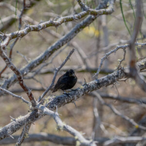 black finch among branches 1