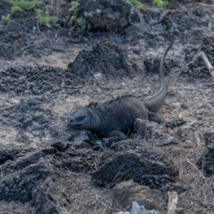 black marine iguana resting 1
