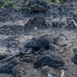 black marine iguana resting 2