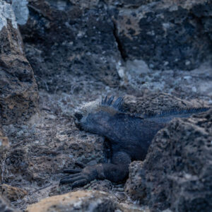 black marine iguana resting pm