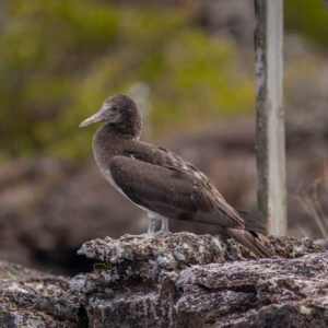blue footed booby chick isabela island galapagos 1