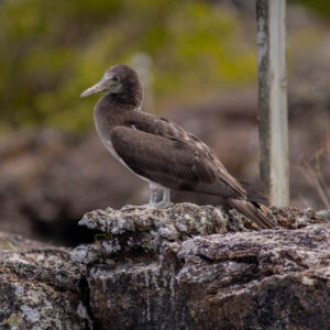 blue footed booby chick isabela island galapagos 2