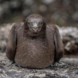 blue footed booby chick resting isabela island galapagos 1