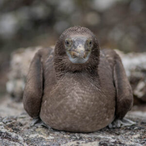 blue footed booby chick resting isabela island galapagos 2