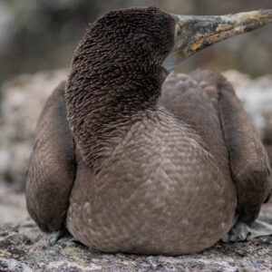 blue footed booby chick resting isabela island galapagos 3