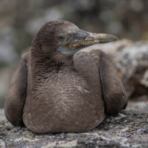 blue footed booby chick resting isabela island galapagos 4