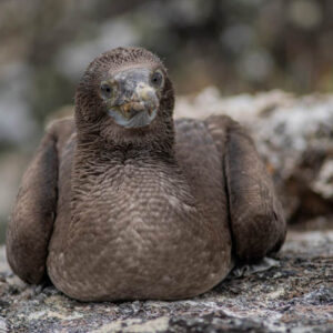 blue footed booby chick resting isabela island galapagos 6