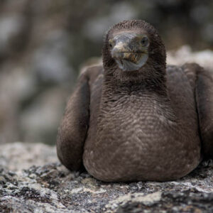 blue footed booby chick resting isabela island galapagos 7