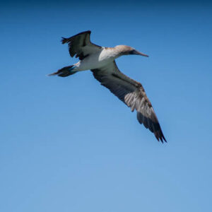 blue footed booby flying in sky
