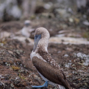 blue footed booby isabela island galapagos 1