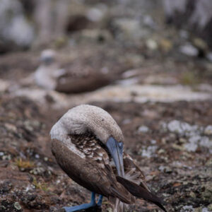 blue footed booby isabela island galapagos 2