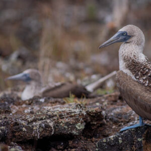 blue footed booby isabela island galapagos 4