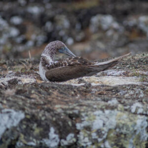 blue footed booby isabela island galapagos 5