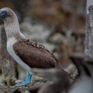 blue footed booby isabela island galapagos 6