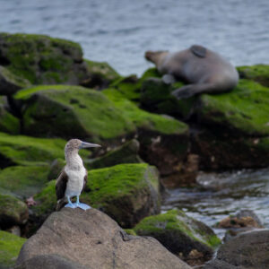 blue footed booby on rocks 3