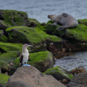 blue footed booby on rocks 4