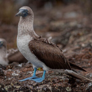 blue footed booby with another behind isabela island galapagos 3