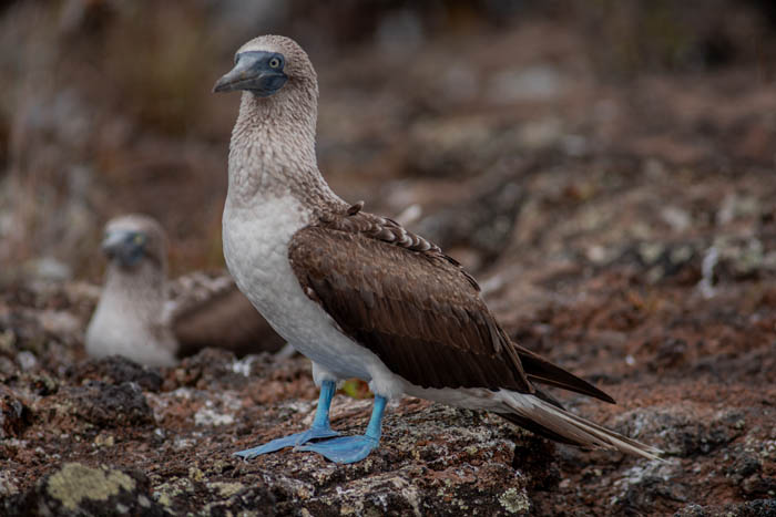 blue footed booby with another behind isabela island galapagos 3