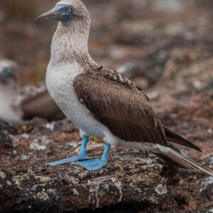 blue footed booby with another behind isabela island galapagos 4