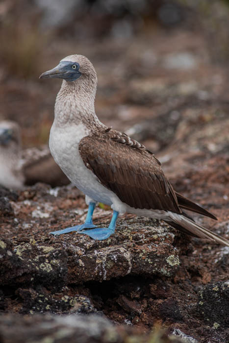 blue footed booby with another behind isabela island galapagos 4