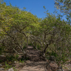 boardwalk through manzanillo forest 1