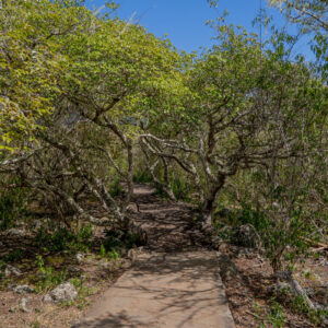 boardwalk through manzanillo forest 2