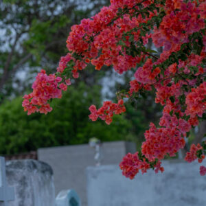 bougainvillea at san cristobal cemetery galapagos 2 san cristobal island galapagos