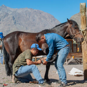 brothers shoeing a horse