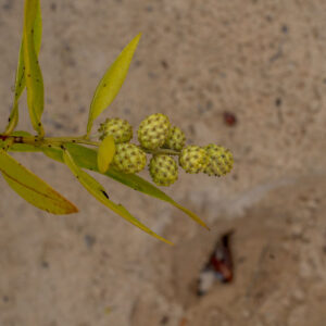 buttonwood mangrove fruits and leaves conocarpus erectus 1